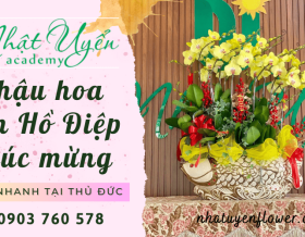 Những chậu hoa Lan Hồ Điệp chúc mừng đẹp, giao hoa nhanh tại Thủ Đức