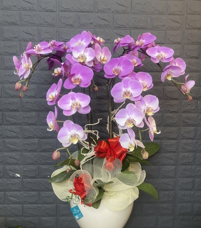 Chậu Lan Hồ Điệp Tím Chúc Mừng HCM-0002