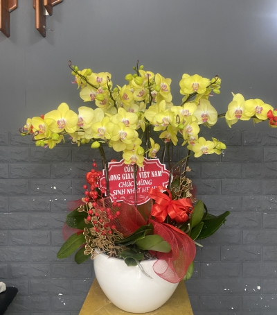 Chậu Lan Hồ Điệp Vàng Chúc Mừng HCM-0004