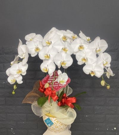 Chậu Lan Hồ Điệp Trắng Chúc Mừng HCM-0003