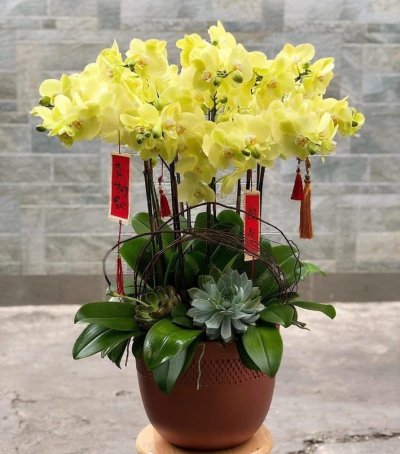 Chậu Lan Hồ Điệp Vàng Chúc Mừng HCM-0009