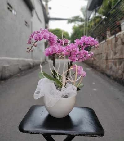 Chậu Lan Hồ Điệp Tím Chúc Mừng HCM-0008