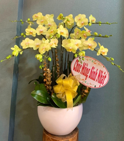 Chậu Lan Hồ Điệp Trắng Chúc Mừng HCM-1011