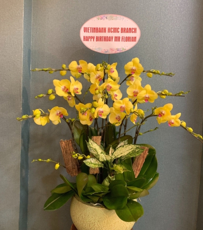 Chậu Lan Hồ Điệp Vàng Chúc Mừng HCM-1298