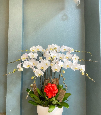 Chậu Lan Hồ Điệp Trắng Chúc Mừng HCM-2901