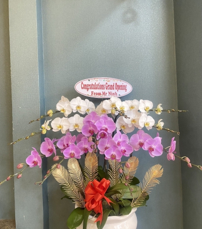 Chậu Lan Hồ Điệp Trắng - Tím Chúc Mừng HCM-3002