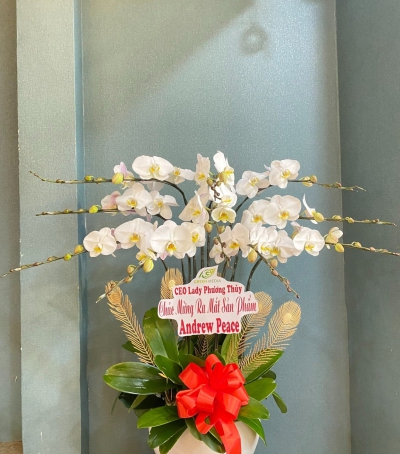 Chậu Lan Hồ Điệp Trắng Chúc Mừng HCM-2001