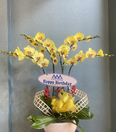 Chậu Lan Hồ Điệp Vàng Chúc Mừng HCM-0803