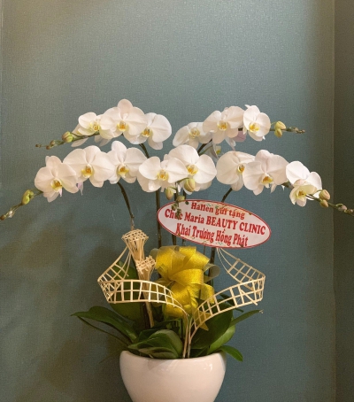Chậu Lan Hồ Điệp Trắng Chúc Mừng HCM-0066