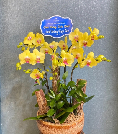 Chậu Lan Hồ Điệp Chúc Mừng HCM-0022