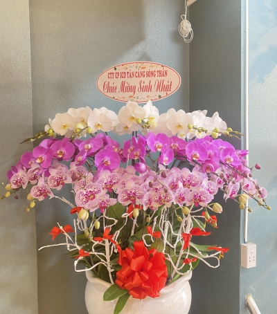 Chậu Lan Hồ Điệp Chúc Mừng HCM-0220