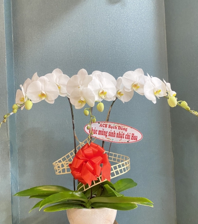 Chậu Lan Hồ Điệp Trắng Chúc Mừng HCM-0200