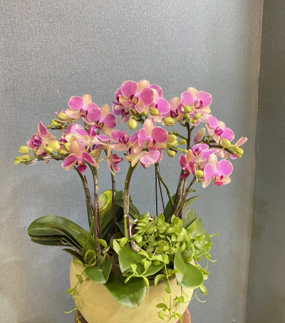 Chậu Lan Hồ Điệp Tím Chúc Mừng HCM-0330