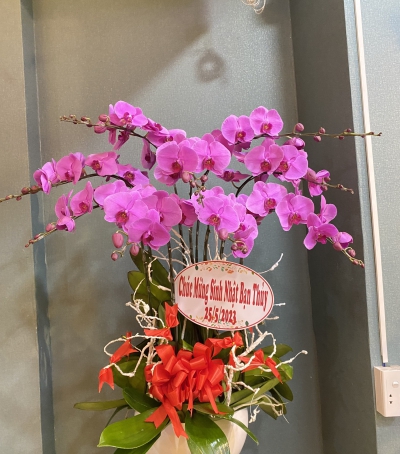 Chậu Lan Hồ Điệp Tím Chúc Mừng HCM-0440