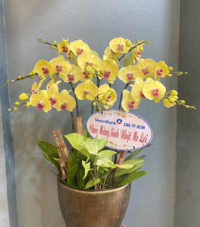 Chậu Lan Hồ Điệp Vàng Chúc Mừng HCM-0540