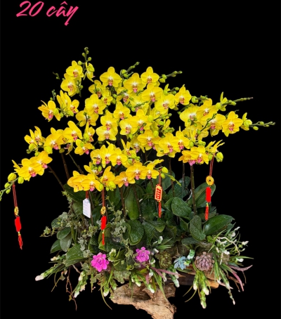 Chậu Lan Hồ Điệp Vàng Chúc Mừng HCM-0332