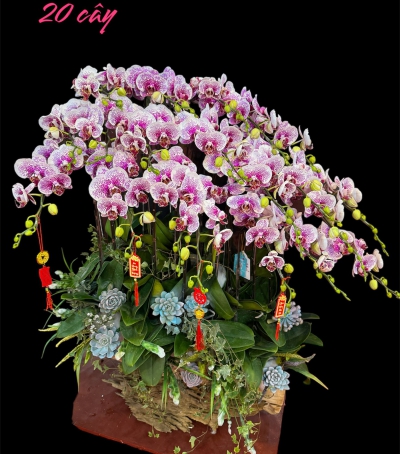 Chậu Lan Hồ Điệp Tím Chúc Mừng HCM-0125 