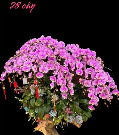 Chậu Lan Hồ Điệp Tím Chúc Mừng HCM-0321 