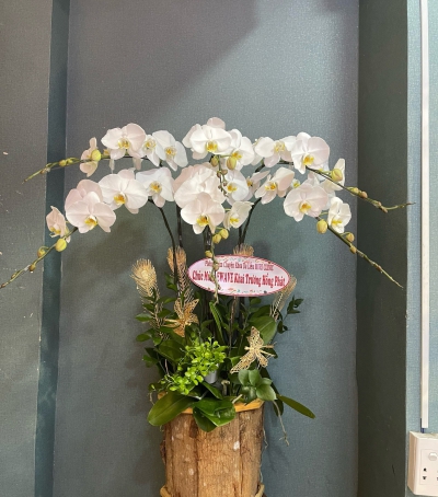 Hoa Lan Hồ Điệp Chúc Mừng - 04