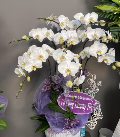 Hoa Lan Hồ Điệp Chúc Mừng - 05