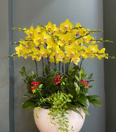 Hoa Lan Hồ Điệp Chúc Mừng - 06