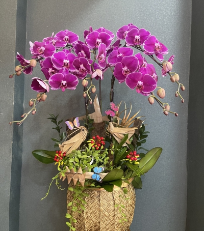 Hoa Lan Hồ Điệp Chúc Mừng - 07