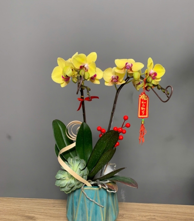 Hoa Lan Hồ Điệp Mẫu Mới