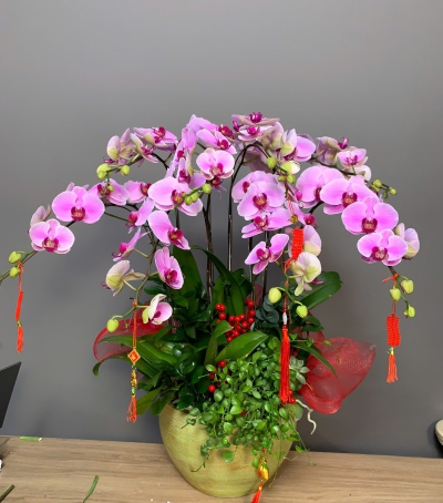 Lan Hồ Điệp Tím Chúc Mừng NU09