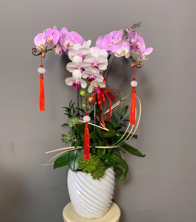 Lan Hồ Điệp Tím Chúc Mừng NU80