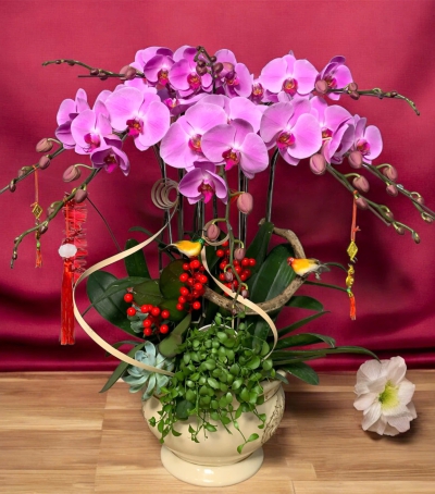 Lan Hồ Điệp Tím Chúc Mừng NU00