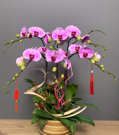 Hoa Lan Hồ Điệp Tím Chúc Mừng 008