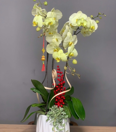 Hoa Lan Hồ Điệp Chúc Mừng NU9