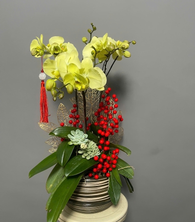 Lan Hồ Điệp Vàng Chúc Mừng 76