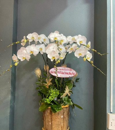 Lan Hồ Điệp Trắng Chúc Mừng 23