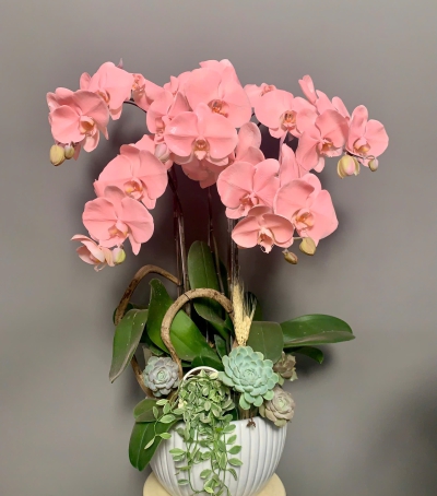 Hoa Lan Hồ Điệp Mẫu Mới Màu Xinh