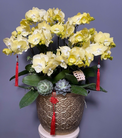 Lan Hồ Điệp Vàng Chúc Mừng 31