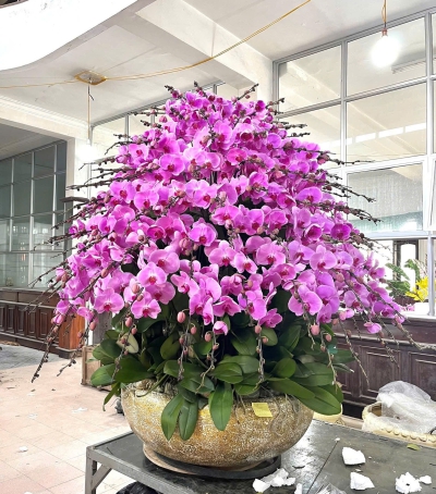 Lan Hồ Điệp Tím Chúc Mừng N109