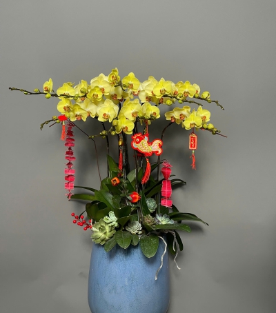 Chậu Hoa Lan Hồ Điệp Vàng - Phú Quý & Thịnh Vượng