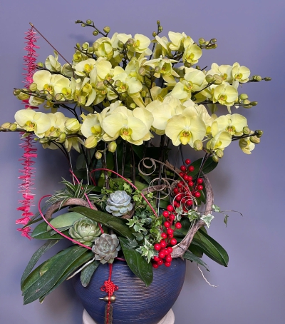 Chậu Hoa Lan Hồ Điệp Vàng - Sự Thịnh Vượng & May Mắn (NU87)