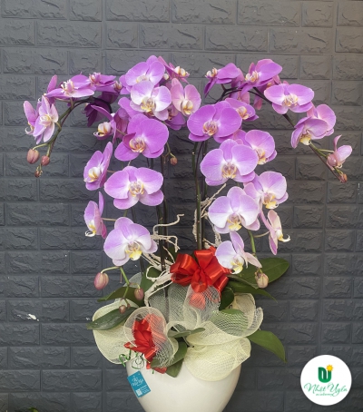 Chậu Lan Hồ Điệp Tím Chúc Mừng HCM-0002