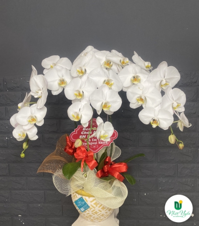 Chậu Lan Hồ Điệp Trắng Chúc Mừng HCM-0003