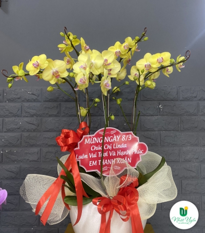 Chậu Lan Hồ Điệp Vàng Chúc Mừng HCM-0006