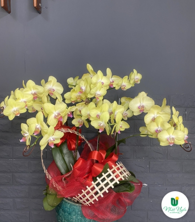 Chậu Lan Hồ Điệp Vàng Chúc Mừng HCM-0007
