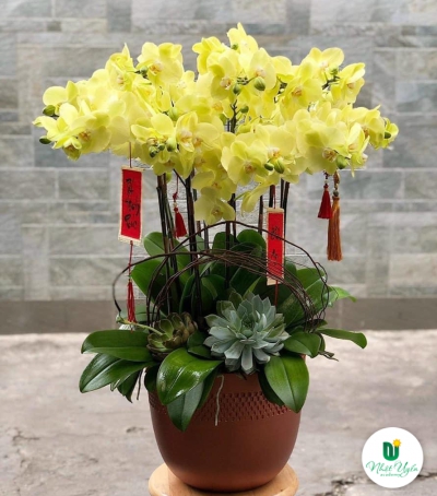 Chậu Lan Hồ Điệp Vàng Chúc Mừng HCM-0009