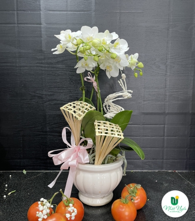 Chậu Lan Hồ Điệp Trắng Chúc Mừng HCM-0011