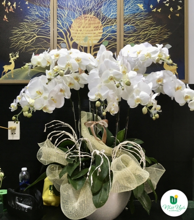 Chậu Lan Hồ Điệp Trắng Chúc Mừng HCM-0010