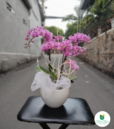 Chậu Lan Hồ Điệp Tím Chúc Mừng HCM-0008