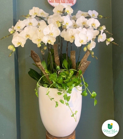 Chậu Lan Hồ Điệp Trắng Chúc Mừng HCM-0122