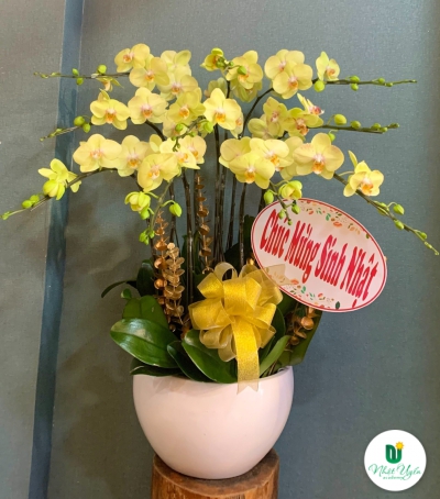 Chậu Lan Hồ Điệp Trắng Chúc Mừng HCM-1011