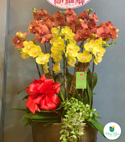 Chậu Lan Hồ Điệp Chúc Mừng HCM-0030